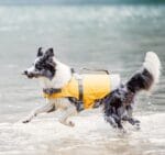 hurtta life savior pasji rešilni jopič