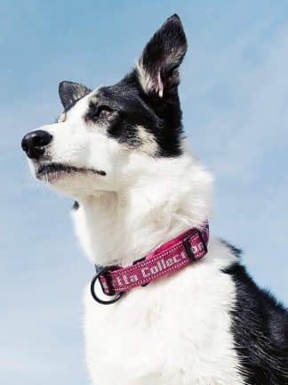 hurtta ovratnica za pse klipsna skozi rinko varna trpežna kvalitetna roza border collie