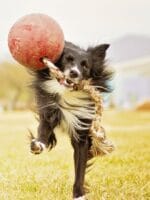 velika žoga na vrvi za pse