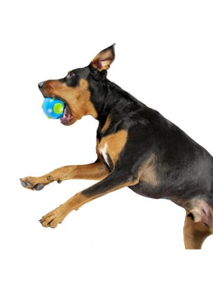 pasja žoga planet dog orbee ball