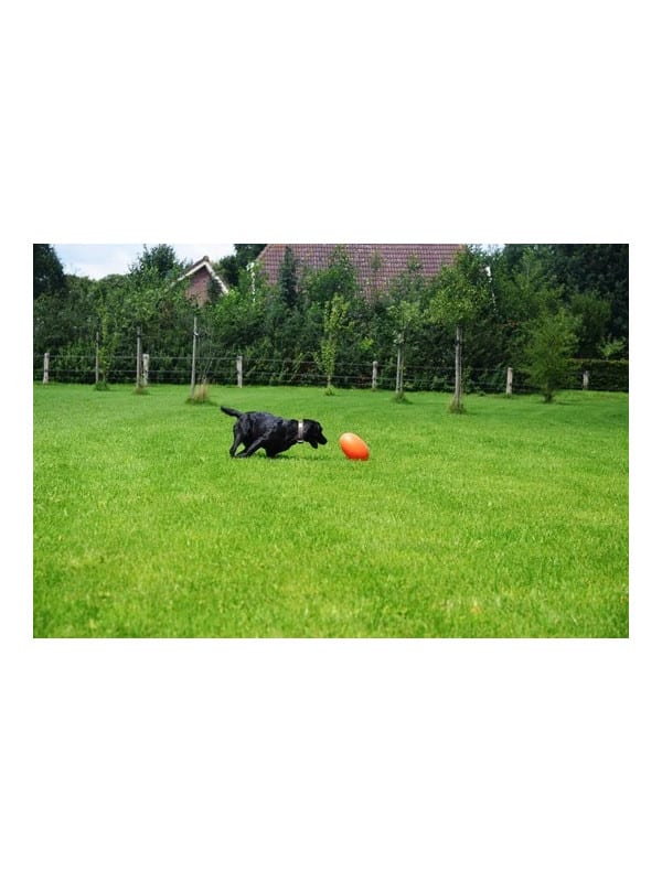 dog_comet_orange1 dog comet