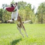 Kong flyer - frizbi - slika 2