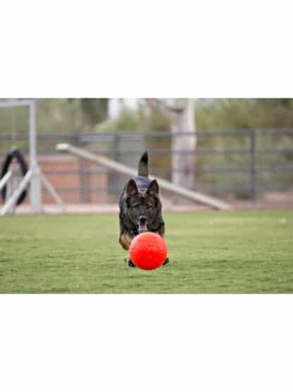 nogometna žoga za pse