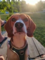 hurtta venture oprsnica modra