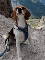 hurtta venture oprsnica modra