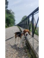 hurtta venture oprsnica modra