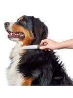 glavnik za psa bernski planšarski pes