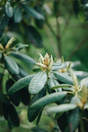 strupena rastlina za pse je oleander
