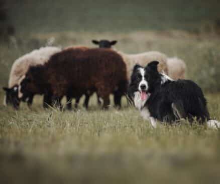 Ovce in Border Collie