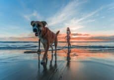Foto of dog on a beach by jacub gomez from pexels