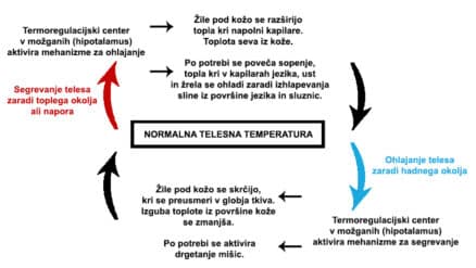 Poenostavljena shema termoregulacijskega mehanizma