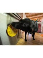 Sodapup lickat Duckies - slika 3