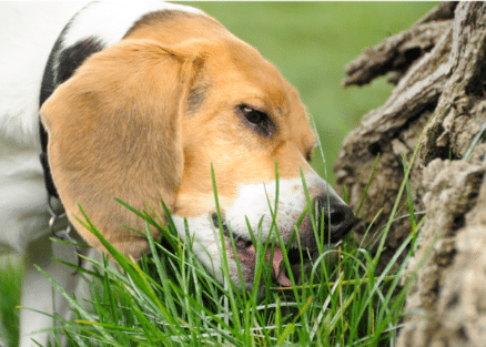 zakaj pes je travo