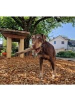 Kweeoo srnina sušena taca - slika 3