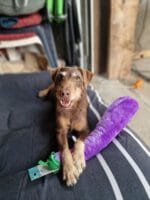 zippy paws jigglerz