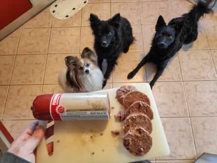 koliko obrokov dnevno naj ima pes