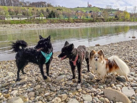 Koliko obrokov dnevno naj ima pes 