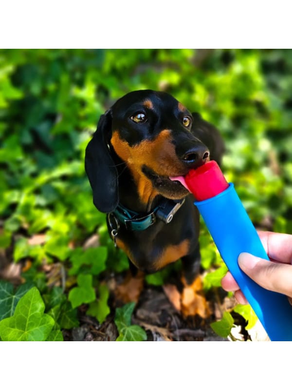 pasji sladoled za pse