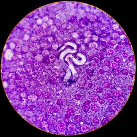 filarija srčna glista pri psih 