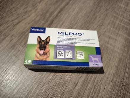 filarija srčna glista pri psih