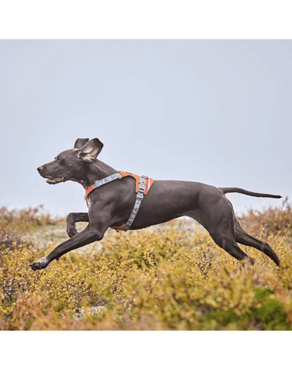 nastavljiva pasja oprsnica Hurtta