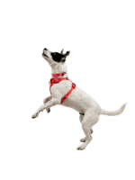 Ruffwear Front Range Flex oprsnica Rose Violet - slika 2