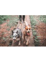 dvojni povodec za dva psa non stop