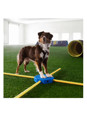 fizioterapija za psa rehabilitacija telovadba za psa fitpaws vadbeni pripomoček