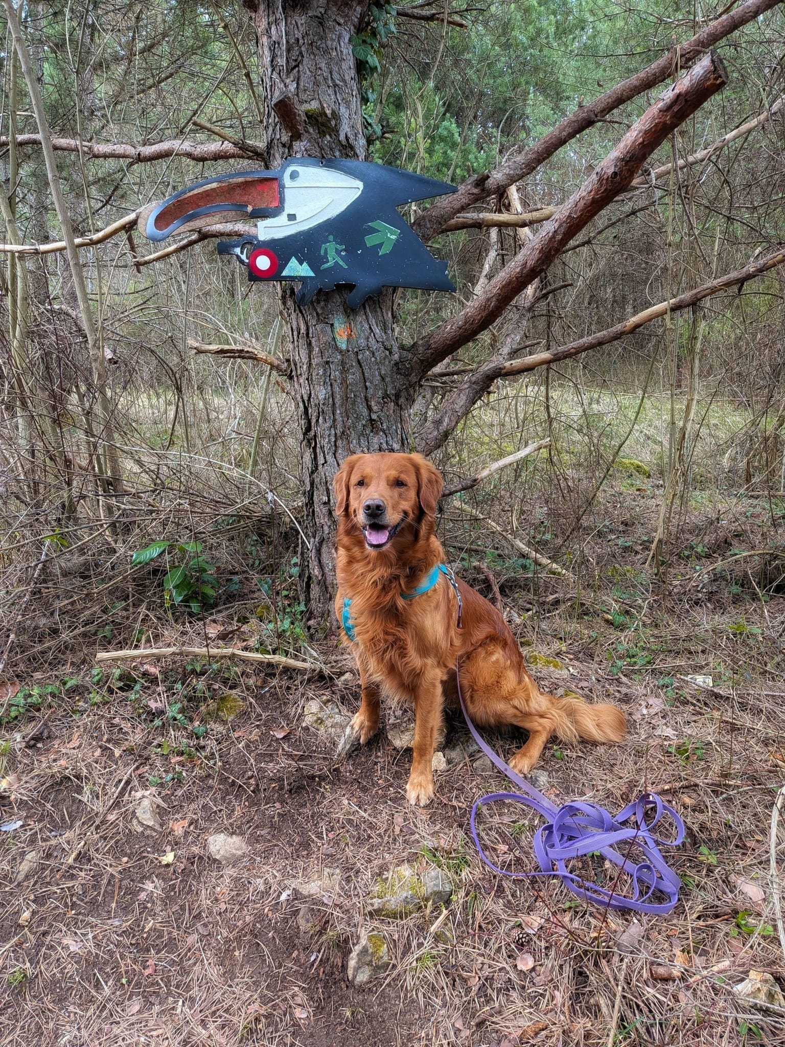 potepanje s psom s psom na pot slivnica