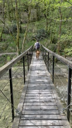 s psom na pot sedmih slapov