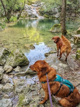 pes na pohodu pot sedmih slapov