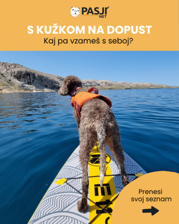dopust s psom potovanje s psom pasja oprema pasja prva pomoč morje s psom nasveti